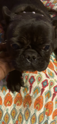Lost Female Dog last seen E. Main woodside , Greenville, SC 29611