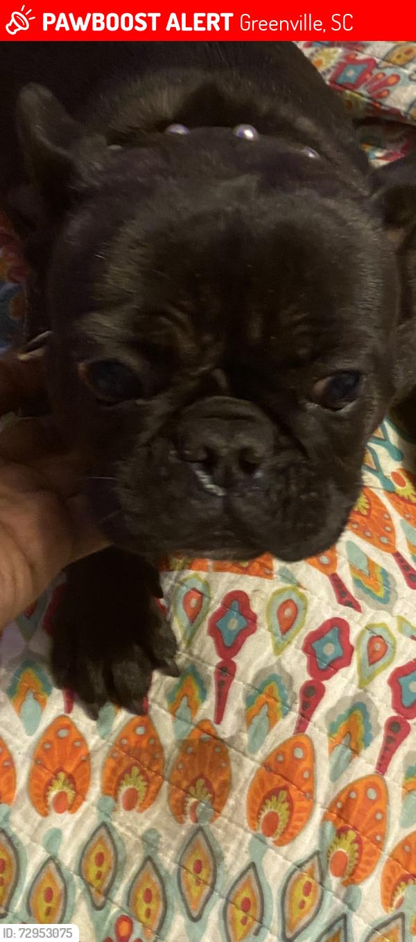Lost Female Dog last seen E. Main woodside , Greenville, SC 29611