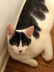 Reunited Male Cat last seen Wing Park, Elgin, IL 60123