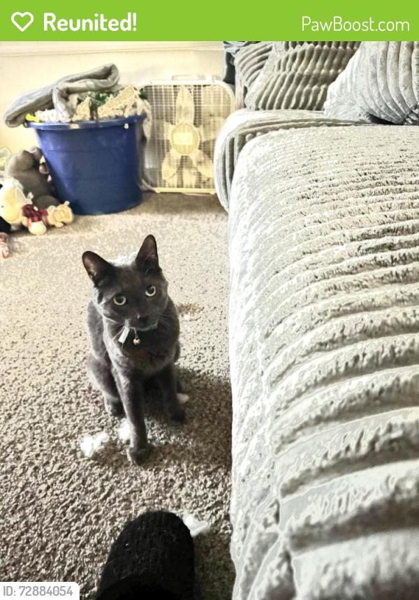 Reunited Male Cat last seen S street and 15th off of Q , Springfield, OR 97477
