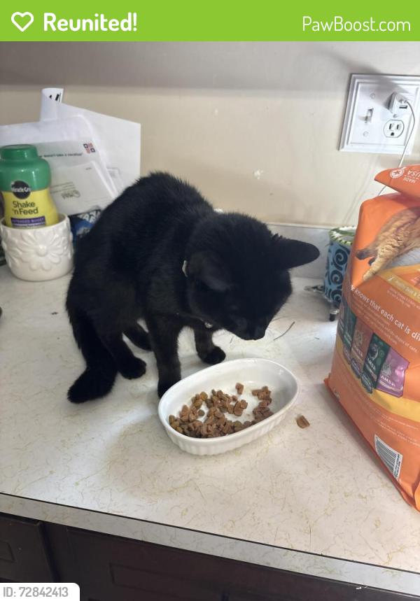Reunited Female Cat last seen Near Gardenia Road Nottingham, Perry Hall, MD 21236