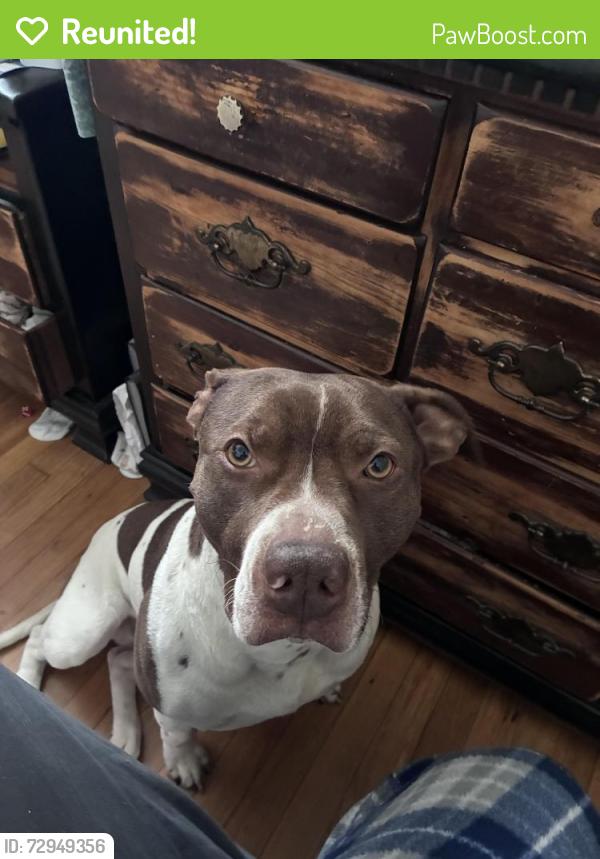 Reunited Male Dog last seen Arabia rd, Hoke County, NC 28357