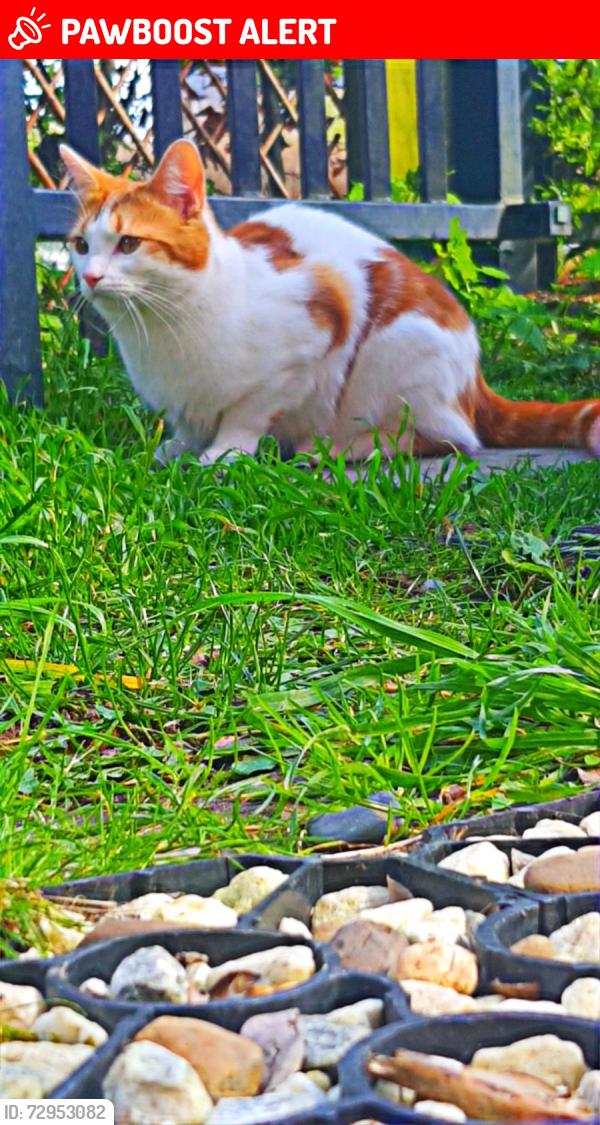 Lost Male Cat last seen Hillingdon west Drayton, Greater London, England UB7 7FN