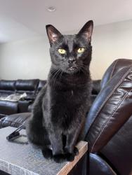Reunited Male Cat last seen On 76th DR and Parfet Court, Arvada, CO 80005