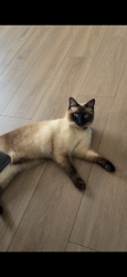 Lost Male Cat last seen Lindsay and Val Vista, Mesa, AZ 85213