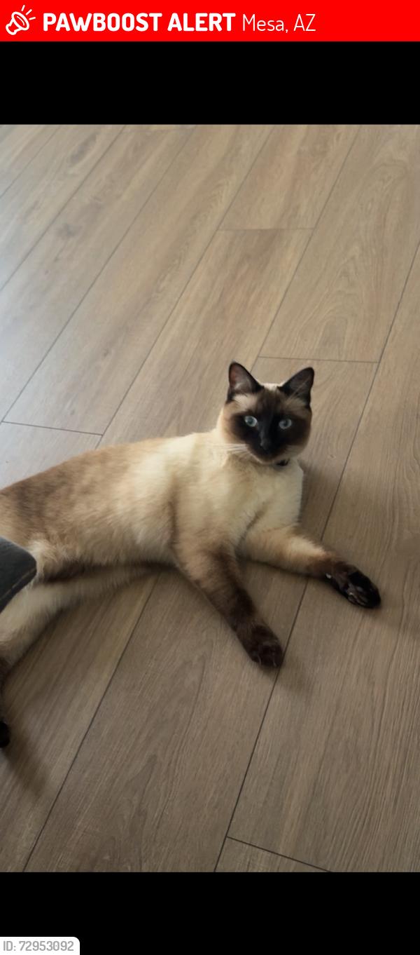 Lost Male Cat last seen Lindsay and Val Vista, Mesa, AZ 85213