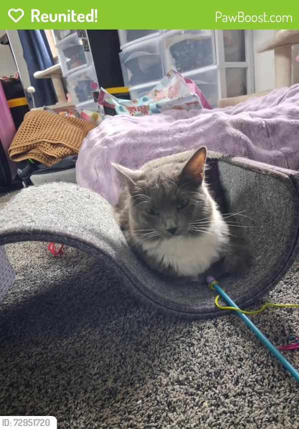 Reunited Female Cat last seen Near rice street st paul , Little Canada, MN 55113
