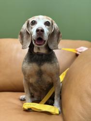 Found/Stray Female Dog last seen Near E Broadway, Vancouver, BC V5N 1W8