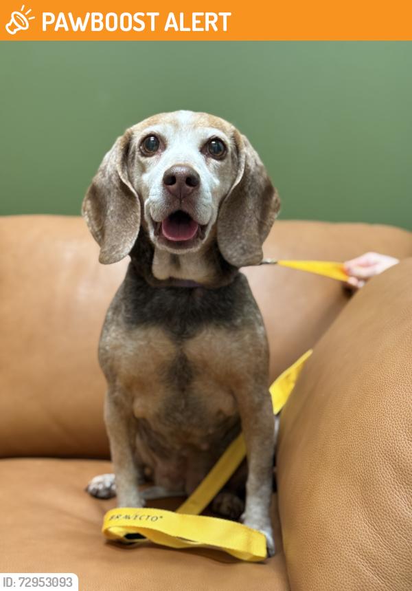 Found/Stray Female Dog last seen Near E Broadway, Vancouver, BC V5N 1W8