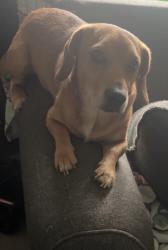 Reunited Male Dog last seen Near S Warren Ave, Columbus, OH 43204, USA, Columbus, OH 43204