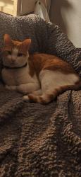 Reunited Male Cat last seen Near rockcrest dr, Houston, TX 77041