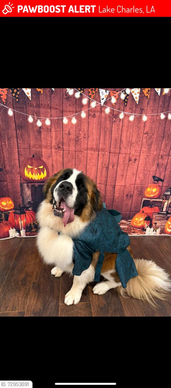 Lost Male Dog last seen Country club road , Lake Charles, LA 70605