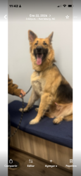 Lost Male Dog last seen Cadwell Sunbust ln, Charlotte, NC 28213