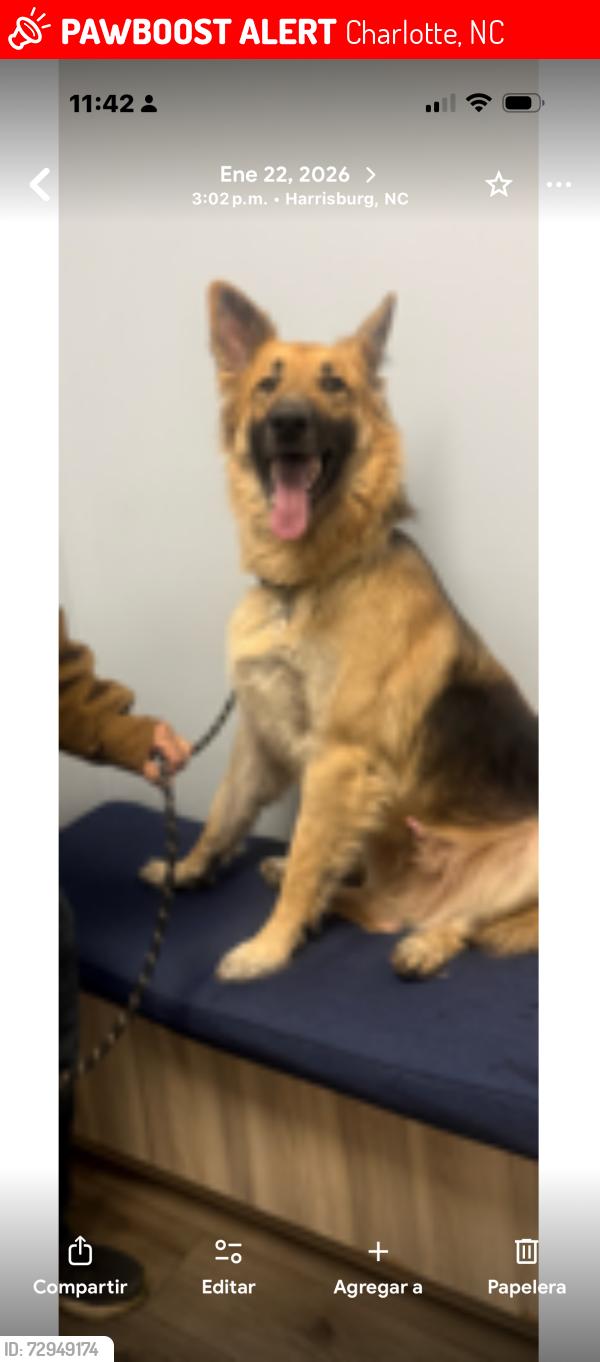 Lost Male Dog last seen Cadwell Sunbust ln, Charlotte, NC 28213