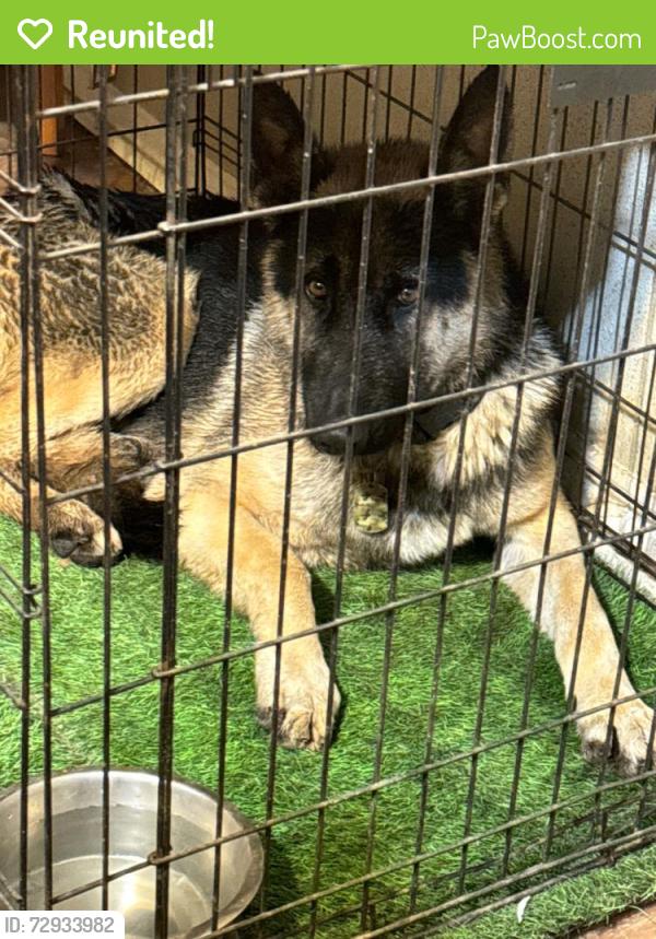 Reunited Male Dog last seen Near S Oakland Blvd , Fort Worth, TX 76103