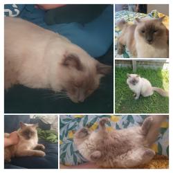 Reunited Male Cat last seen Old bay road, Burpengary East, QLD 4505
