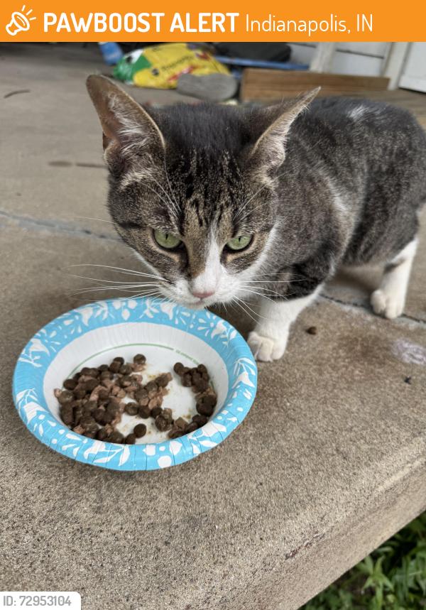 Found/Stray Female Cat last seen McCarty Street and Worth Street, Indianapolis, IN 46241