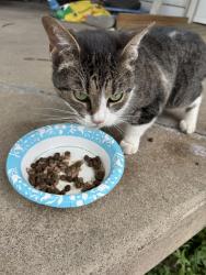 Found/Stray Female Cat last seen McCarty Street and Worth Street, Indianapolis, IN 46241