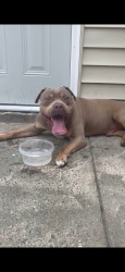 Reunited Male Dog last seen Huntingreen Lane 27106, Winston-Salem, NC 27106