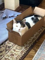Reunited Male Cat last seen Fords Landing cndmniums, on the Potomac at the end of South Union Street. He may be walking along the river, Alexandria, VA 22314