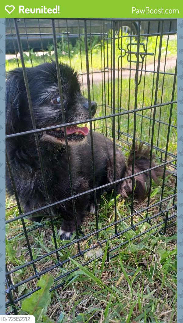 Reunited Unknown Dog last seen NW Detroit, Near Eliza Howell Park, Detroit, MI, Detroit, MI 48223