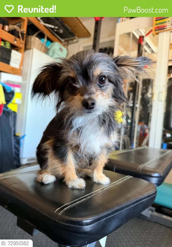Reunited Female Dog last seen D street and lathrop rd, Lathrop, CA 95336