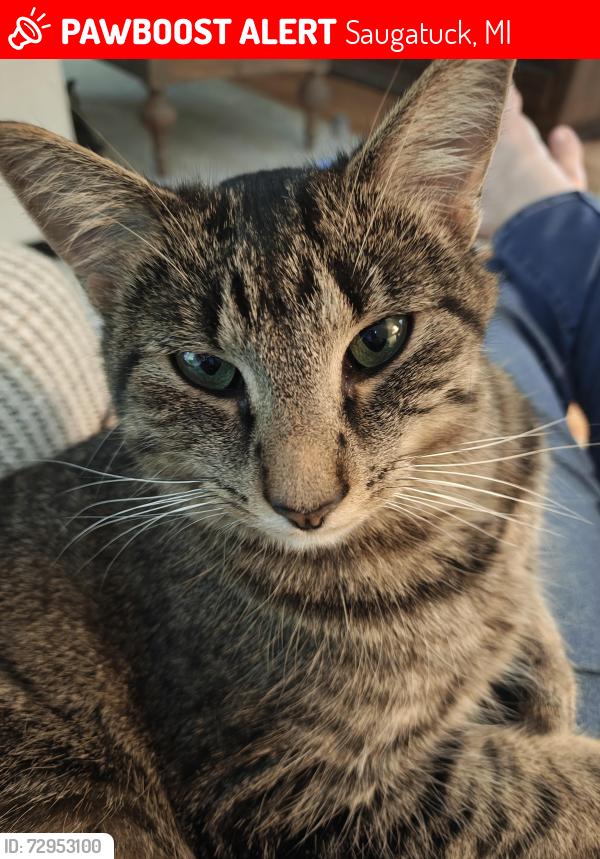 Lost Female Cat last seen Bayou Trail , Saugatuck, MI 49453