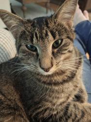 Lost Female Cat last seen Bayou Trail , Saugatuck, MI 49453