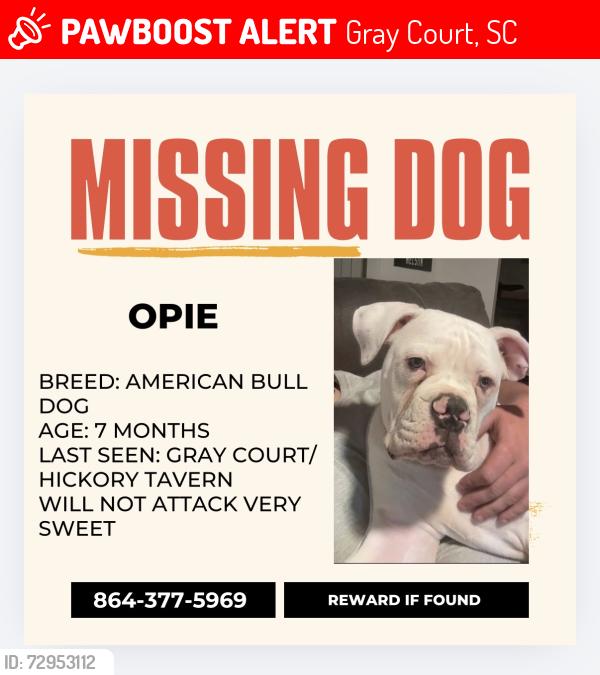 Lost Male Dog last seen Gray court/ hickory tavern , Gray Court, SC 29645