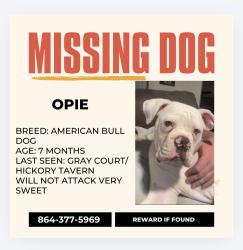 Lost Male Dog last seen Gray court/ hickory tavern , Gray Court, SC 29645