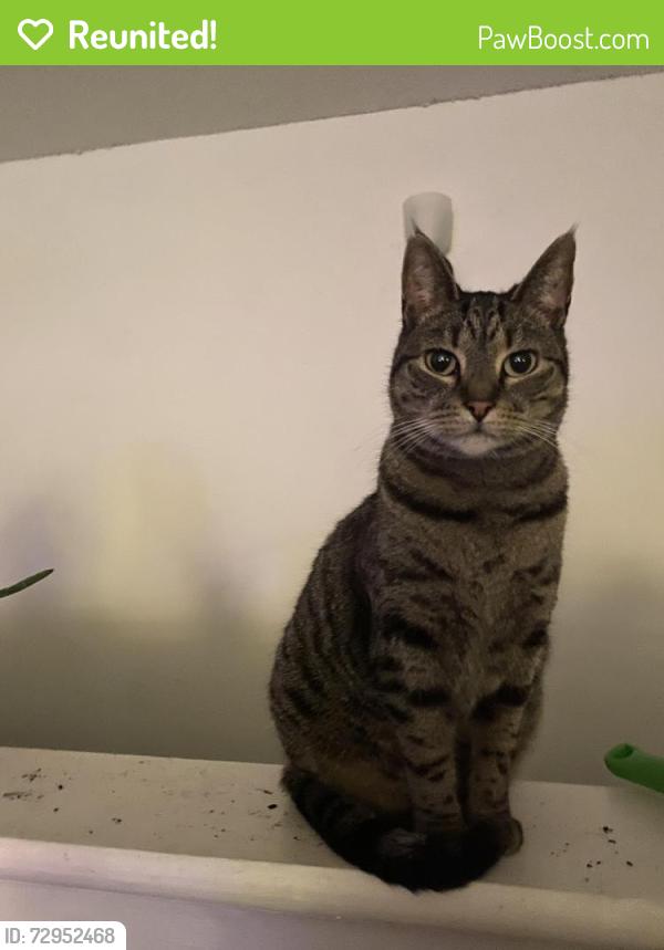 Reunited Female Cat last seen Scruggs St, Gastonia, NC 28052