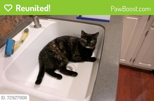Reunited Female Cat last seen 95th and Winslow Chase , Maple Grove, MN 55311