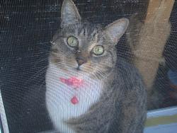Reunited Female Cat last seen Columbia View Manufactured Home Park-Sunset Way, Troutdale, OR 97060