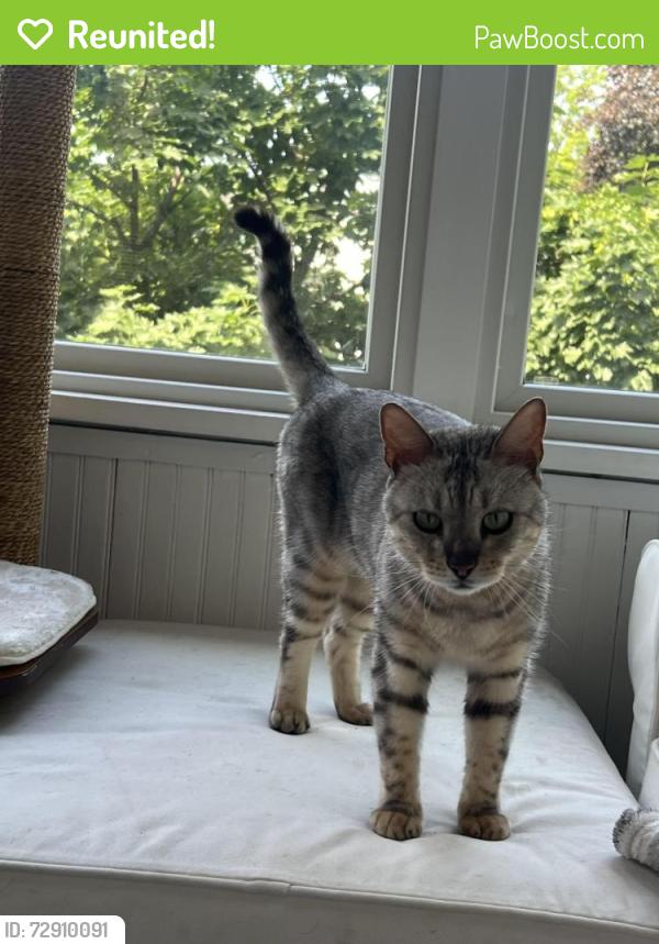Reunited Male Cat last seen 31st and Holmes, Minneapolis, MN 55408