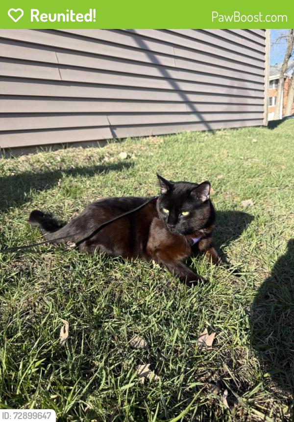 Reunited Male Cat last seen Edgerton elementary school, Maplewood, MN 55117