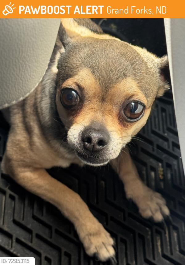 Found/Stray Male Dog last seen Home Goods parking lot, Grand Forks, ND 58203