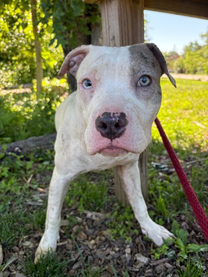 Shelter Stray Male Dog last seen Near N Patterson Park Ave, 21231, MD, Baltimore, MD 21230