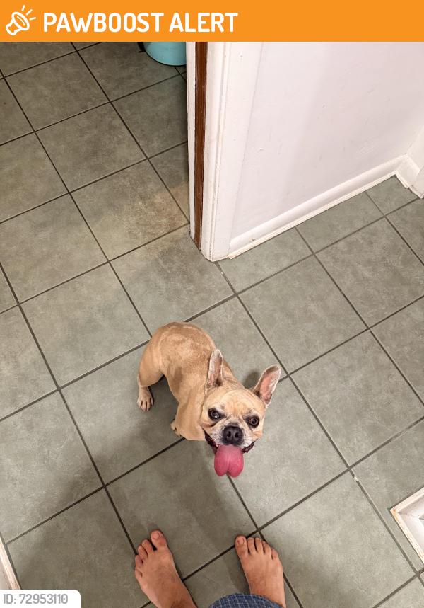 Found/Stray Female Dog last seen 17th av north and D st lake worth fl, Lake Worth Beach, FL 33460