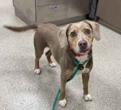 Shelter Stray Female Dog last seen Fishers, IN 46038, Fishers, IN 46038