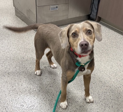 Shelter Stray Female Dog last seen Fishers, IN 46038, Fishers, IN 46038