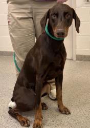 Shelter Stray Female Dog last seen Hamilton County, IN , Fishers, IN 46038