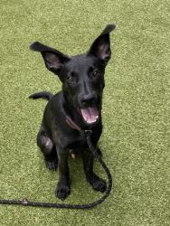 Shelter Stray Male Dog last seen Union City, GA 30291, Atlanta, GA 30336