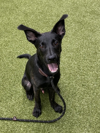 Shelter Stray Male Dog last seen Union City, GA 30291, Atlanta, GA 30336