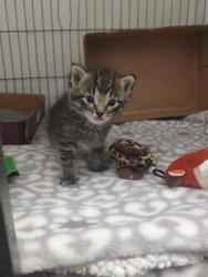 Shelter Stray Male Cat last seen Eau Claire, WI 54703, Eau Claire, WI 54701