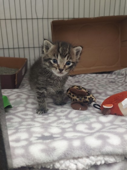 Shelter Stray Male Cat last seen Eau Claire, WI 54703, Eau Claire, WI 54701