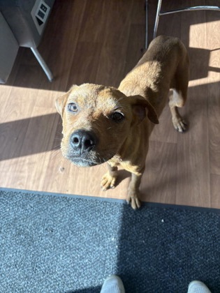 Shelter Stray Female Dog last seen Near Heck Young Rd, 70714, LA, Baton Rouge, LA 70820