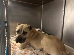 Shelter Stray Female Dog last seen Near Hancock St by wooded area, 70791, LA, Baton Rouge, LA 70820