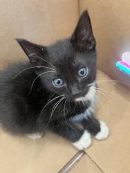 Shelter Stray Male Cat last seen Near Eddie Robinson Sr Dr, 70802, LA, Baton Rouge, LA 70820