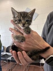Shelter Stray Female Cat last seen Near River Rd, 70802, LA, Baton Rouge, LA 70820