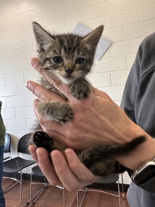 Shelter Stray Female Cat last seen Near River Rd, 70802, LA, Baton Rouge, LA 70820